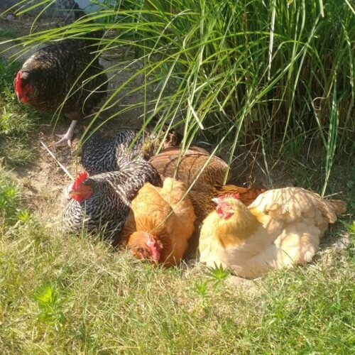The gals roam at Stonewall Farm Bed & Breakfast, laying free-range eggs used in the B&B’s breakfasts.